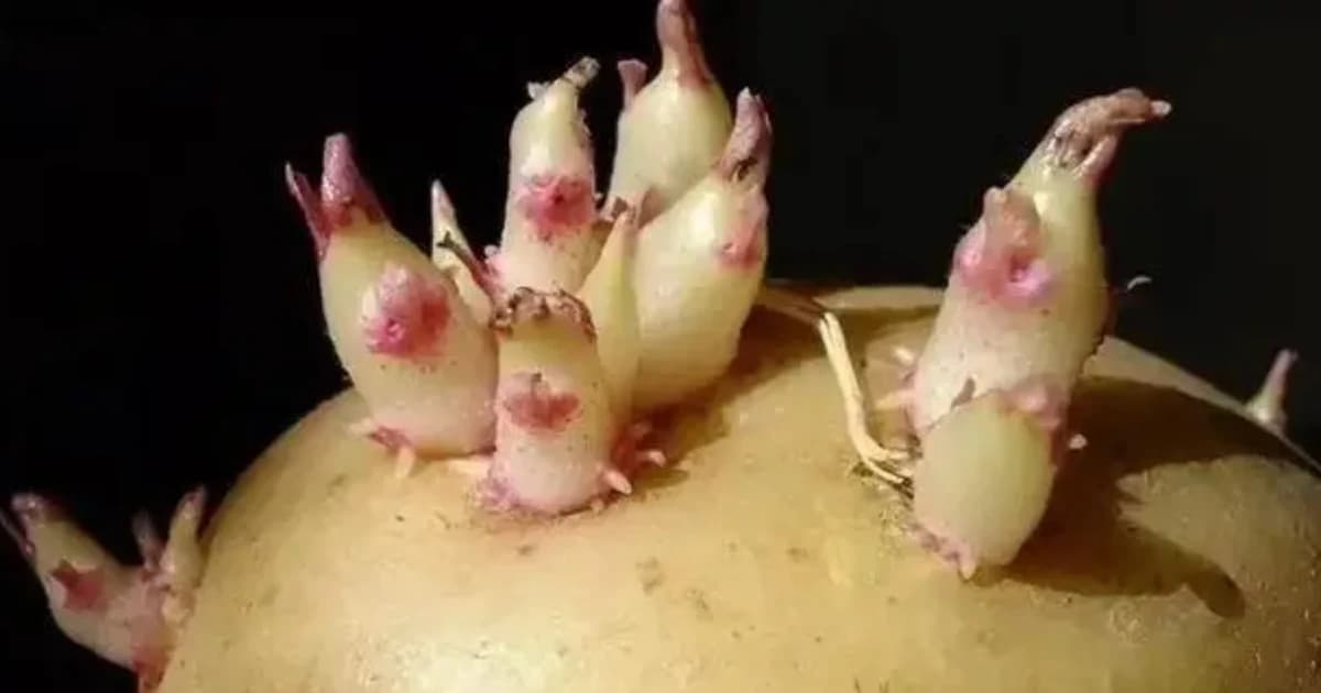 3 loại rau củ 'quen mặt' trong bếp, ăn sai cách gây hại sức khỏe
