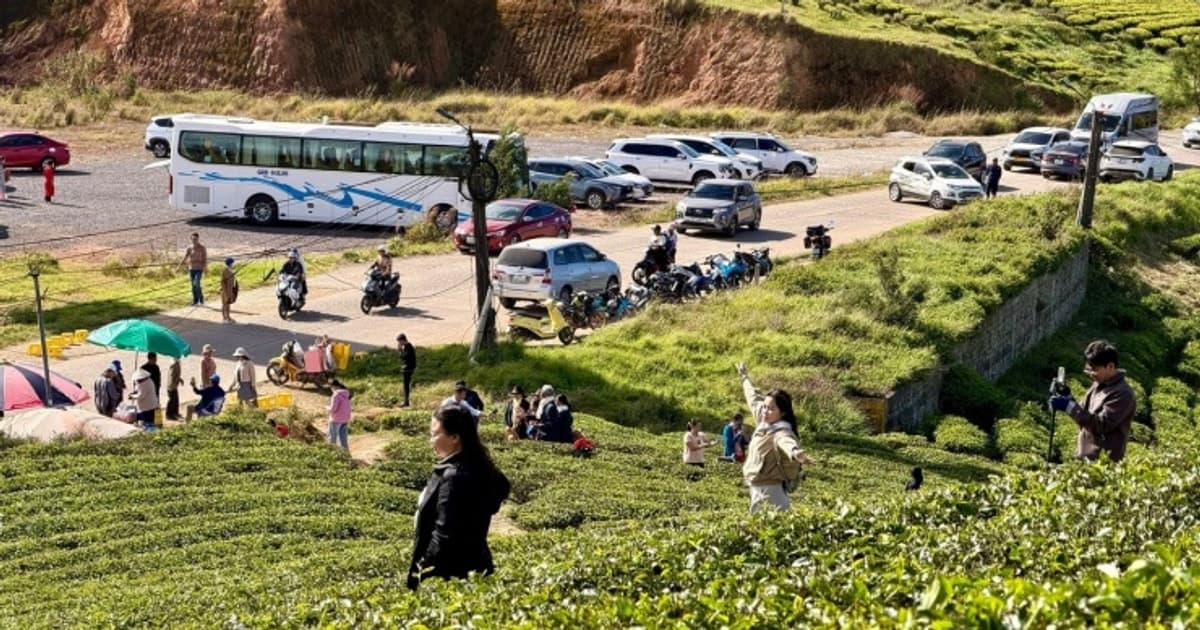 Đà Lạt: Đồi chè Cầu Đất thu hút giới trẻ check-in những ngày đầu năm