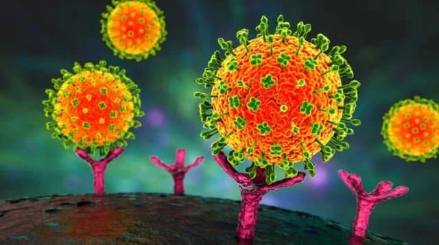 Tuyên Quang yêu cầu tập huấn, chủ động phòng chống dịch bệnh do vi rút Nipah