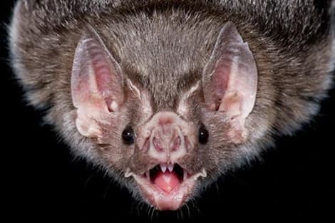 TPHCM: Giám sát y tế 24/7 tại cửa khẩu để phòng virus Nipah