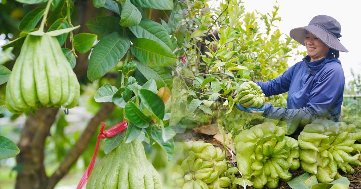 Làng phật thủ lớn nhất miền Bắc khan quả đẹp, giá tăng sát Tết