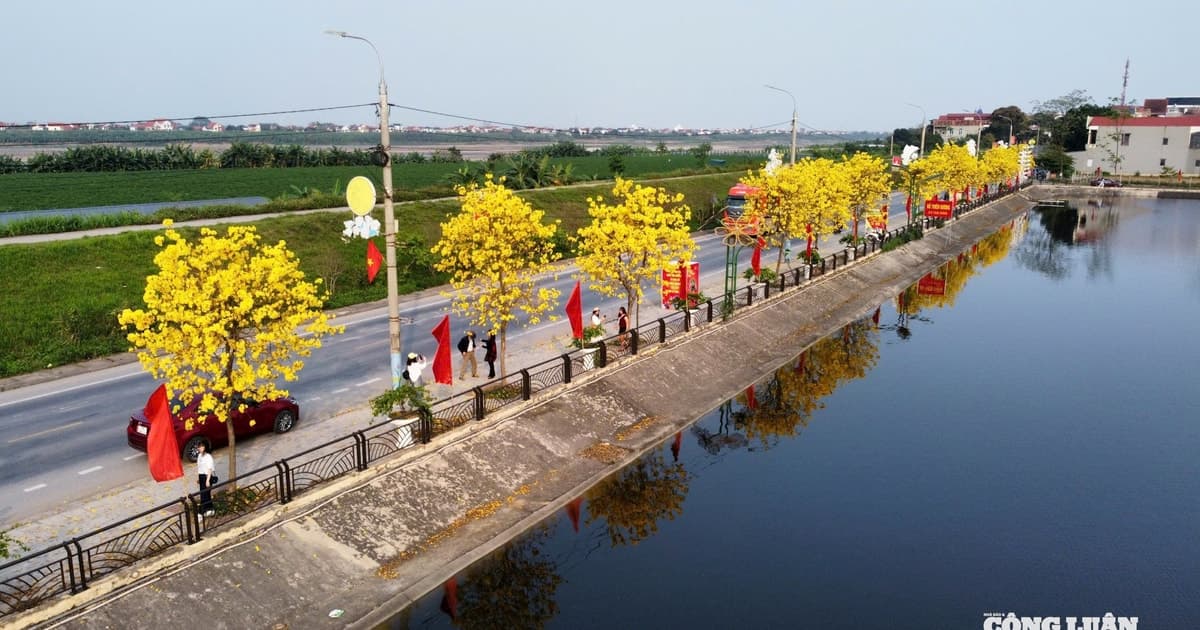 Góc sống ảo "triệu view": Điểm check-in hoa Phong Linh thu hút giới trẻ ở Phú Thọ